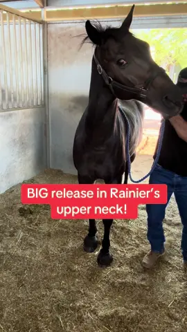 Watch this horse get a big release as I adjust the upper neck. These moments show how powerful chiropractic care can be for restoring range of motion and comfort. 🐴 Want to help your horse feel better? Grab my free stretch here: sporthorsechiropractic.com/freebie #SportHorseChiropractic @Wrangler @DJI Official @Double-H Boots 