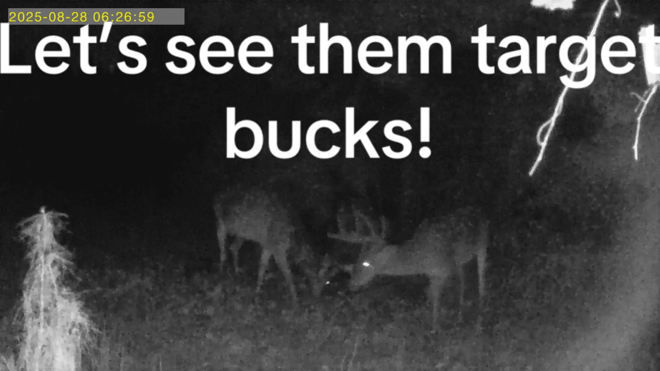 #FYP#hunting#bucks#FORYOUPAGE