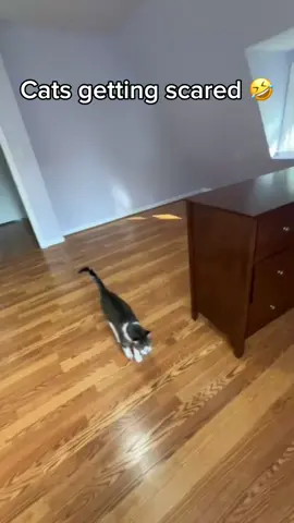 Cat scare #cat #catsoftiktok #cats #cattok #funny #funnycat 