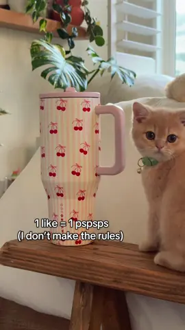 #fyp #falltrends #kittensoftiktok #fallfashiontrends 