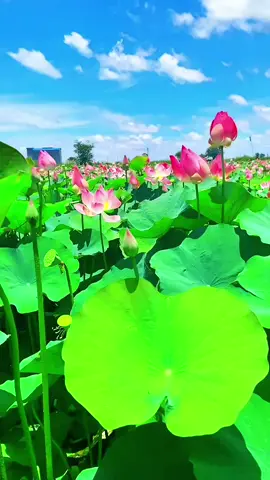 #HuE #cuocsong #cuocsongtuoidep # ❤🌹✌️