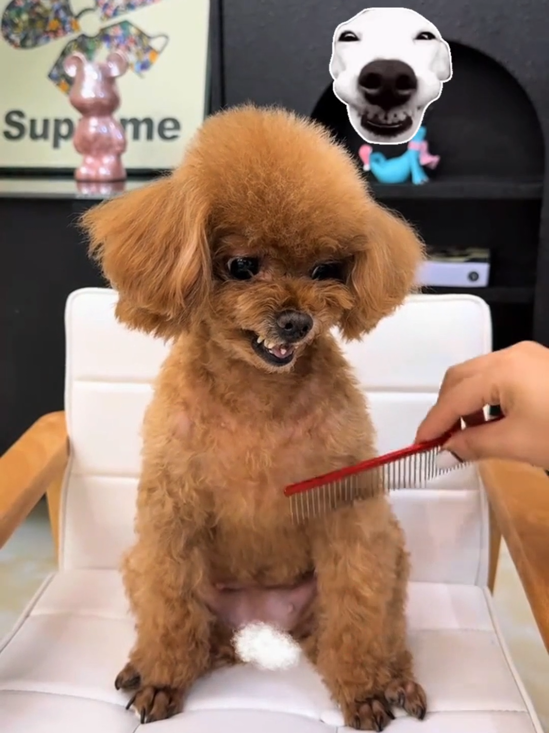 Cứ chải lông là cười tươi #dog #poodle #yeuchomeo #fyp #thucung