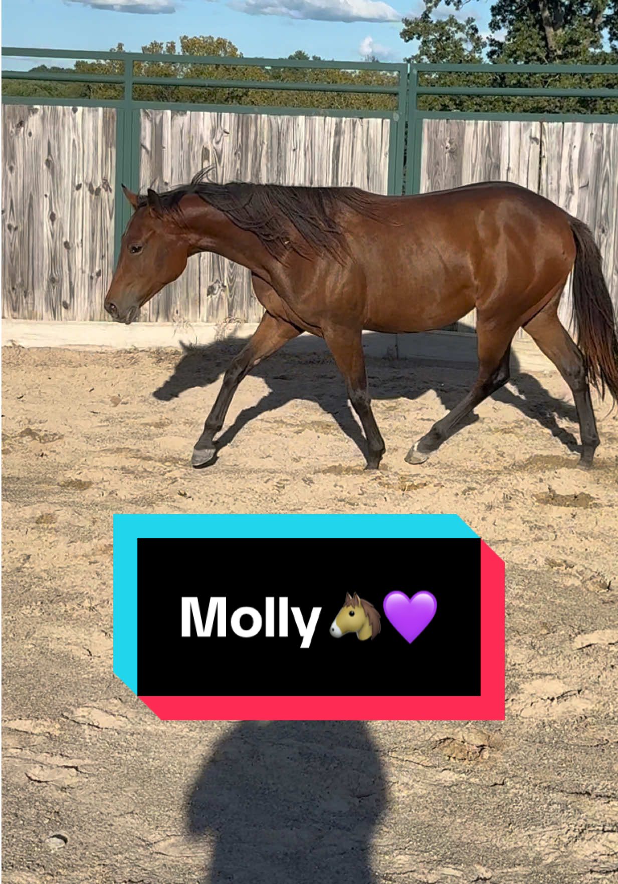 Molly🐴💜 #yearling #yearlingfilly #aqhafilly #bayfilly #foalsof2024 