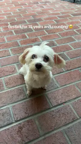 love u sm fluffy girl #dog #bestfriend #dogsoftiktok #Love 