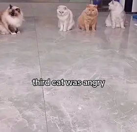 Bro was not happy 😂💀#fyp #angry#cat#famous #funny