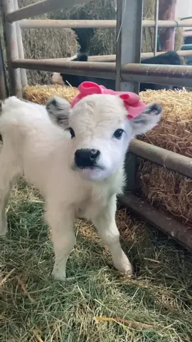 Cute little cow shares with you#highlandcattle #highland #cutecows #cutebaby 
