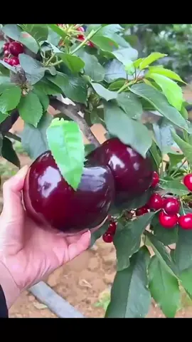 #সাপোর্ট_করলে_সাপোর্ট_পাবেন #foryou #foryoupage #vairalvideo 