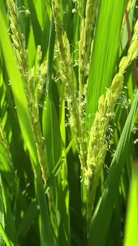 Phun sản phẩm VÔ GẠO DDT và CỨNG CÂY DDT gạo vô nhanh, khỏi lo đổ ngã 🌾#hoasinhddt #xuhuong #nongnghiep 