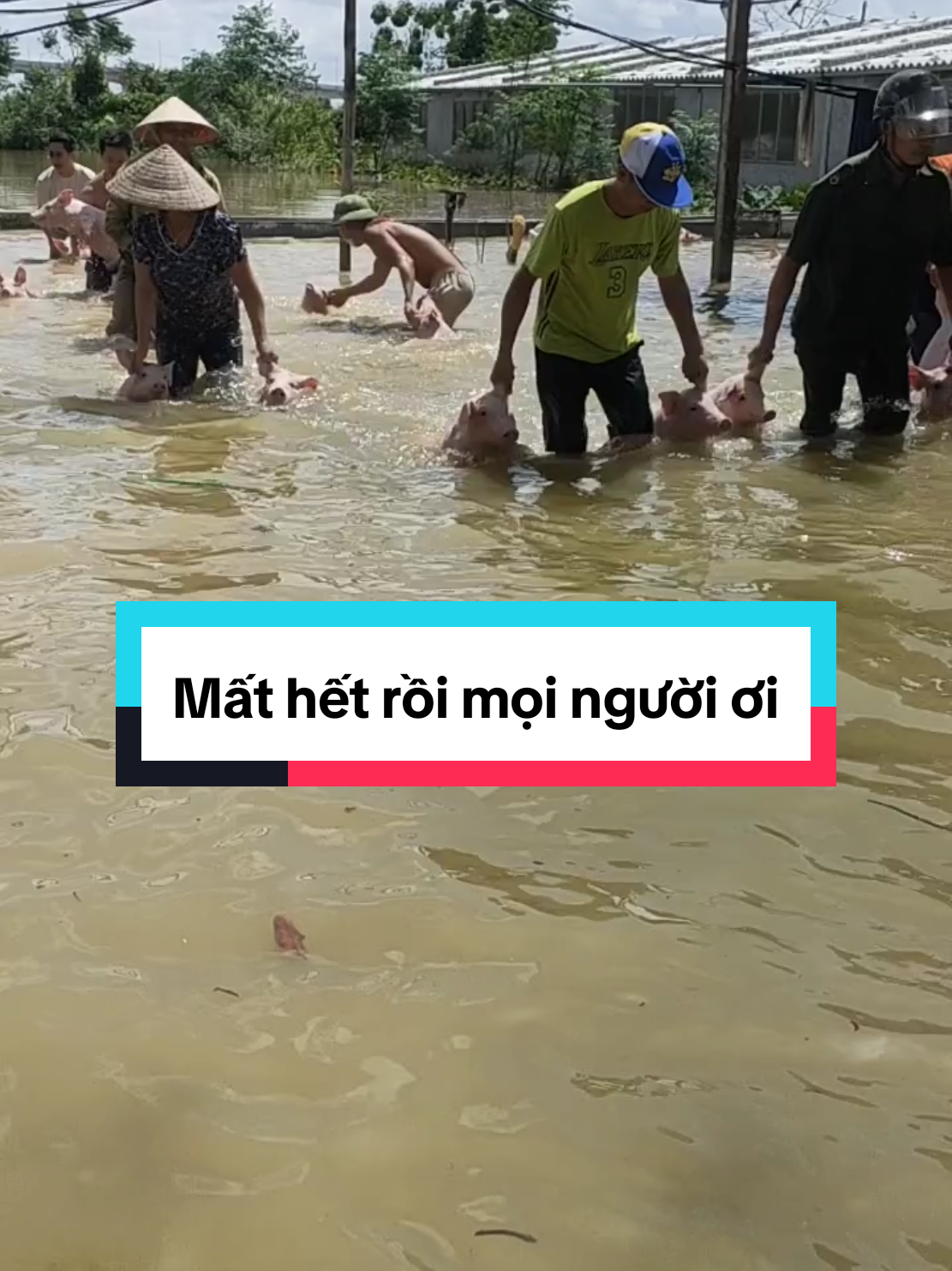 không ảnh hưởng của bão mà ảnh hưởng của  xã lũ..khổ thật sực mất hết sau 1 hôm. nghề chăn nuôi đã khổ về dịch bệnh rồi lại thiên tai . khổ thực sự