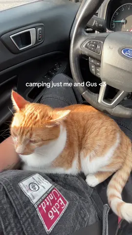 take your cat outside!!