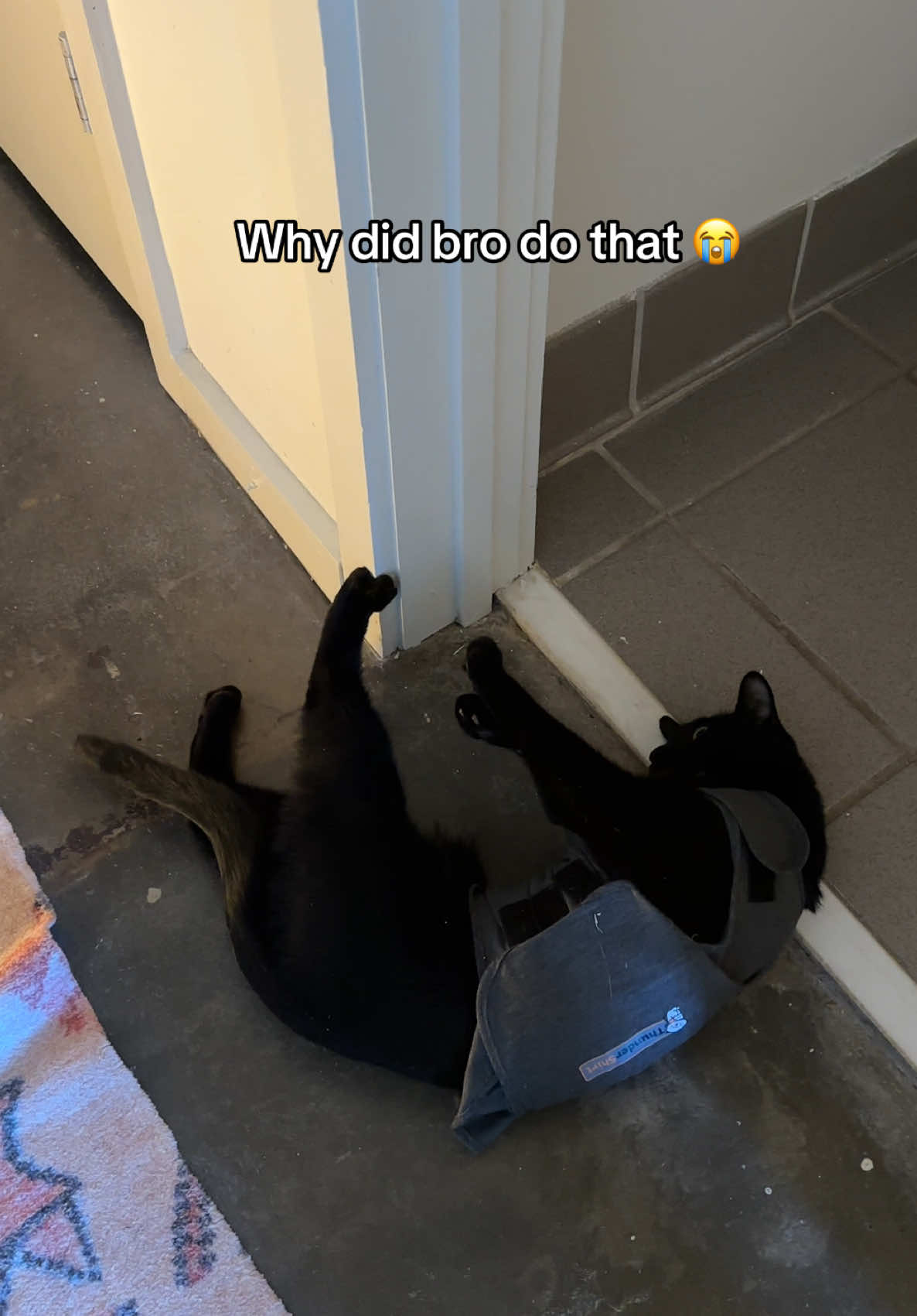 he really said ➡️➡️➡️ !! (anxiety jacket training is going …great) #blackcatsoftiktok 