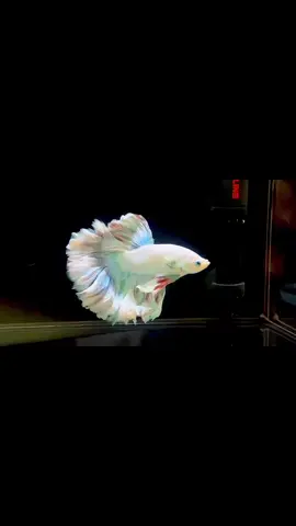 Look how pretty this one 🤩🦢               #bettatok #betta_lover #betta #trending #creatorsearchinsights 