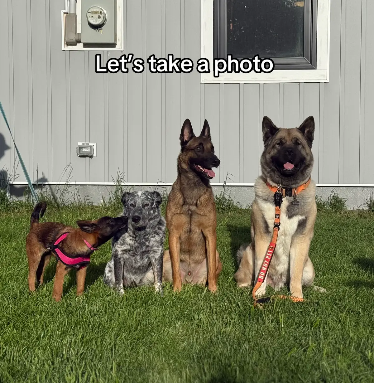 Note: the puppy is ok!! He just did a big bark at her the photo just made it look like he was going to bite lol #beglianmalinois #maligator #australiancattledog #blueheeler #Akita 