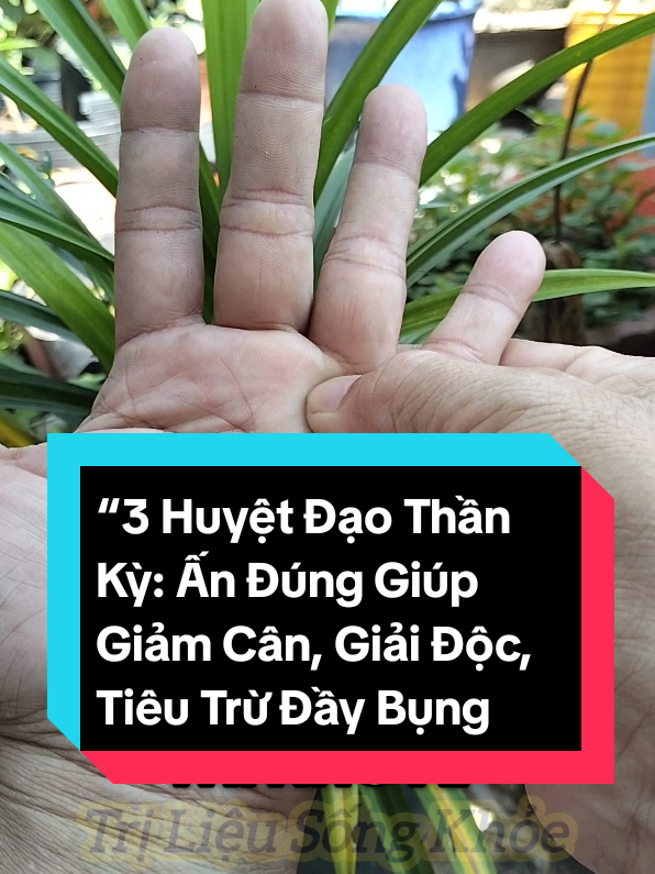 “3 Huyệt Đạo Thần Kỳ: Ấn Đúng Giúp Giảm Cân, Giải Độc, Tiêu Trừ Đầy Bụng”@Trị Liệu Sống Khỏe #trilieusongkhoe #xuhướng #bamhuyet #giamcan 
