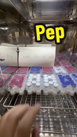 Mini fridge is so perfect match with 🧪 #peptide #greypeptides #ghkcupeptide #tirzepatide 