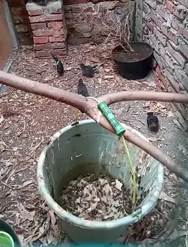 ternak burung kecil kecilan, ternyata hasil ya diluar dugaan#ternak#burung#viraltiktok #fyppppppppppppppppppppppp 