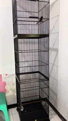 Umbaran burung simpel dan tidak bnyak mkan tempat #sangkarburung #kicaumania #kicaumanianusantara #muraibatu #fypシ゚ 