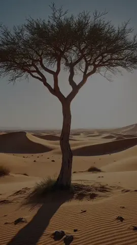 #CapCut #fyp #palavra #obrigadodeus #espiritosanto 