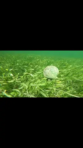 Reflecting on scallop season but SO ready for manatee season!!! 🌊🐮 Link in bio for booking details! 🩵✨ #CrystalRiver #SmallBusiness #Manatee #Scallops #SeacowSafaris 