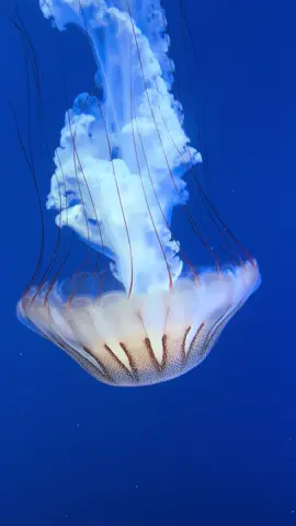 Gentle reminder to slow down and take a breath  #calm #peace #jellyfish 
