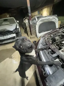 #perro #like #mecanica #fyp #viral 