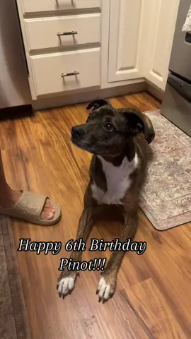 Happy Birthday sweet girl!! @billm_0 #rescuedog #boxersoftiktok #puppylife #doglife 