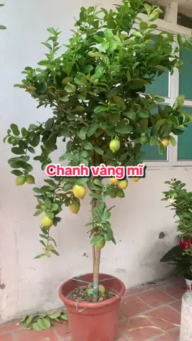 Chanh mĩ trưởng thành full trái, cây giống e để trong giỏ hàng các bác tham khảo nha#nhavuonhamay #chuyencaytrong #changvangmi 