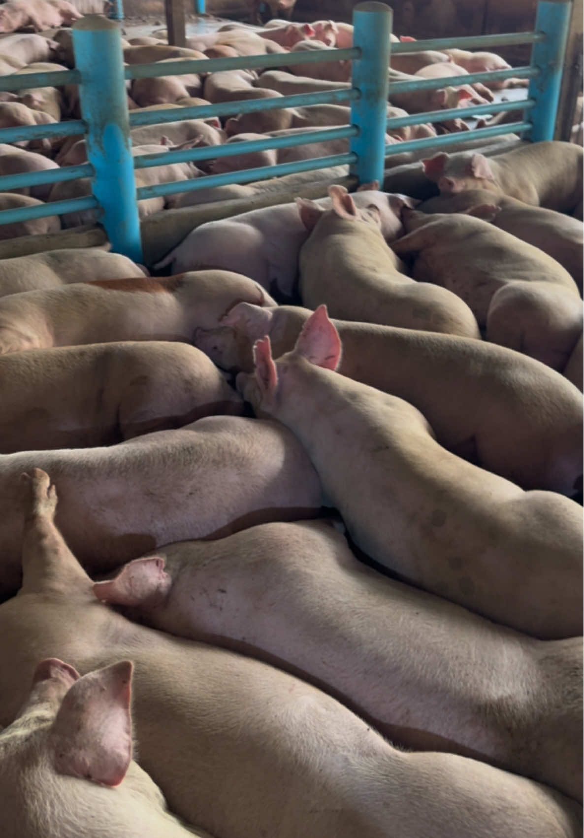 นอนอย่างเดียว😂 4 เดือน  @เม' เปิ้ววว #เด็กใต้ป้ายสุราษฎร์ #เกษตรกรเลี้ยงหมู #วัยรุ่นฟาร์มหมู #ฟาร์มหมูcpf #ฟาร์มหมู 