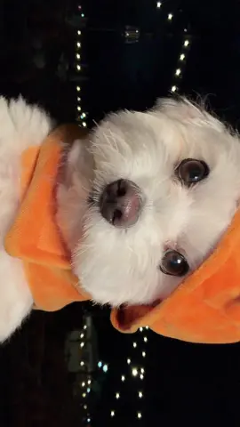 🎃🧡 #spookyseason #princeypoo #maltese #furbaby #shiny