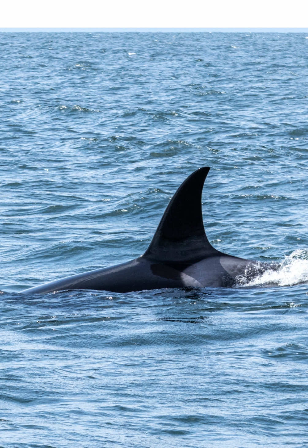 forever #orca #killerwhale 