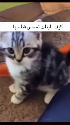 عندي قط سميته لوكي واخويا مسميه غضنفر😅 إيش اسامي قططكم؟ #foryou  #cat 