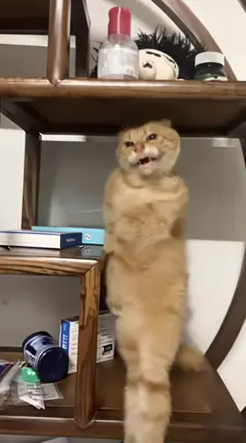 #cat #dance 