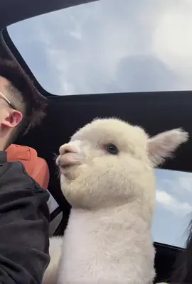 #alpaca #lạc_đà_team🦙 #lạc_đà_alpaca 