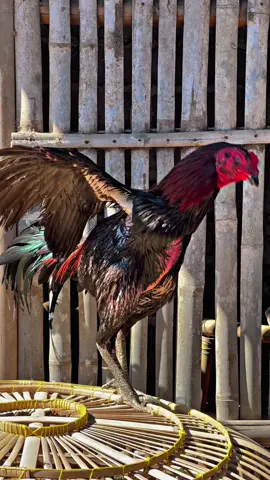 🥷🏻🥷🏻😈😈 #fyp #ayambangkoksuper #fypシ #jagonyajago #ayambangkokimport 