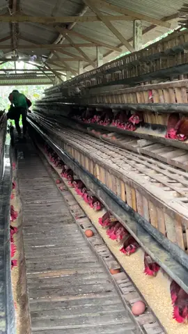 Jangan lupa makan hehehe #pakanternak #ayam #ayampetelur #ayampetelurberkualitas #belajarberternak #peternakayam #peternakindonesia #peternakindonesia🇲🇨 #peternakindonesiajawatimur #peternakindonesiabangkit #peternakayampetelur #ayampulletberkualitas #Blitar #kontenkreator 