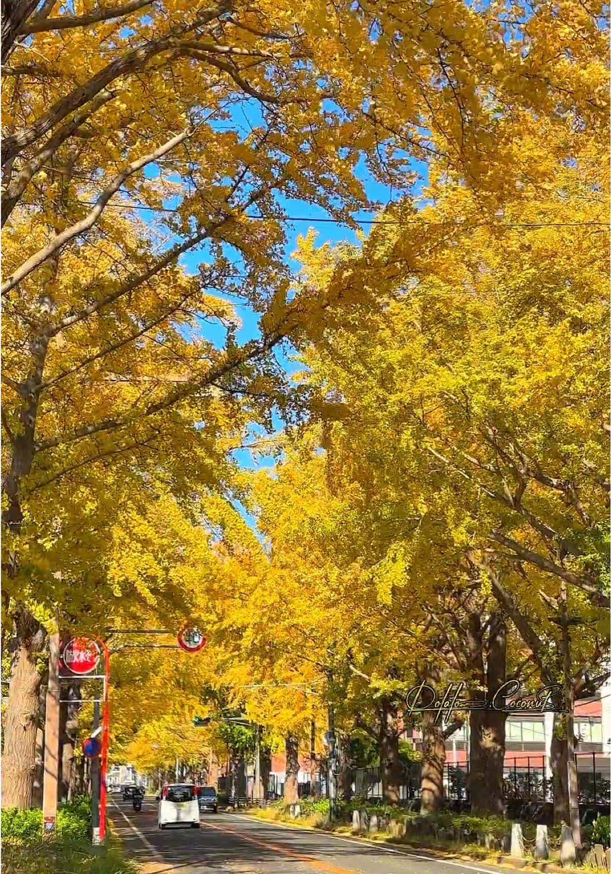 Mùa thu nữa sắp tới 🥹🥹 1 trong những hàng cây lá vàng đẹp nhất Shizuoka. Đẹp nhất vào cuối tháng 11 tới đầu tháng 12 #foryou #xuhuong #tiktok #trend #trending 
