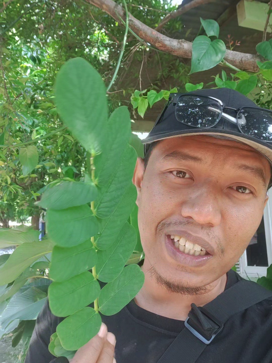 daun galinggang buat gatal kulit panu #minyakgatalkulit #minyakgalinggang 