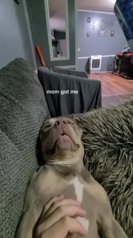 Wake up the dog with food #dog #dogsoftiktok #funny #funnyvideos #funnymoments 