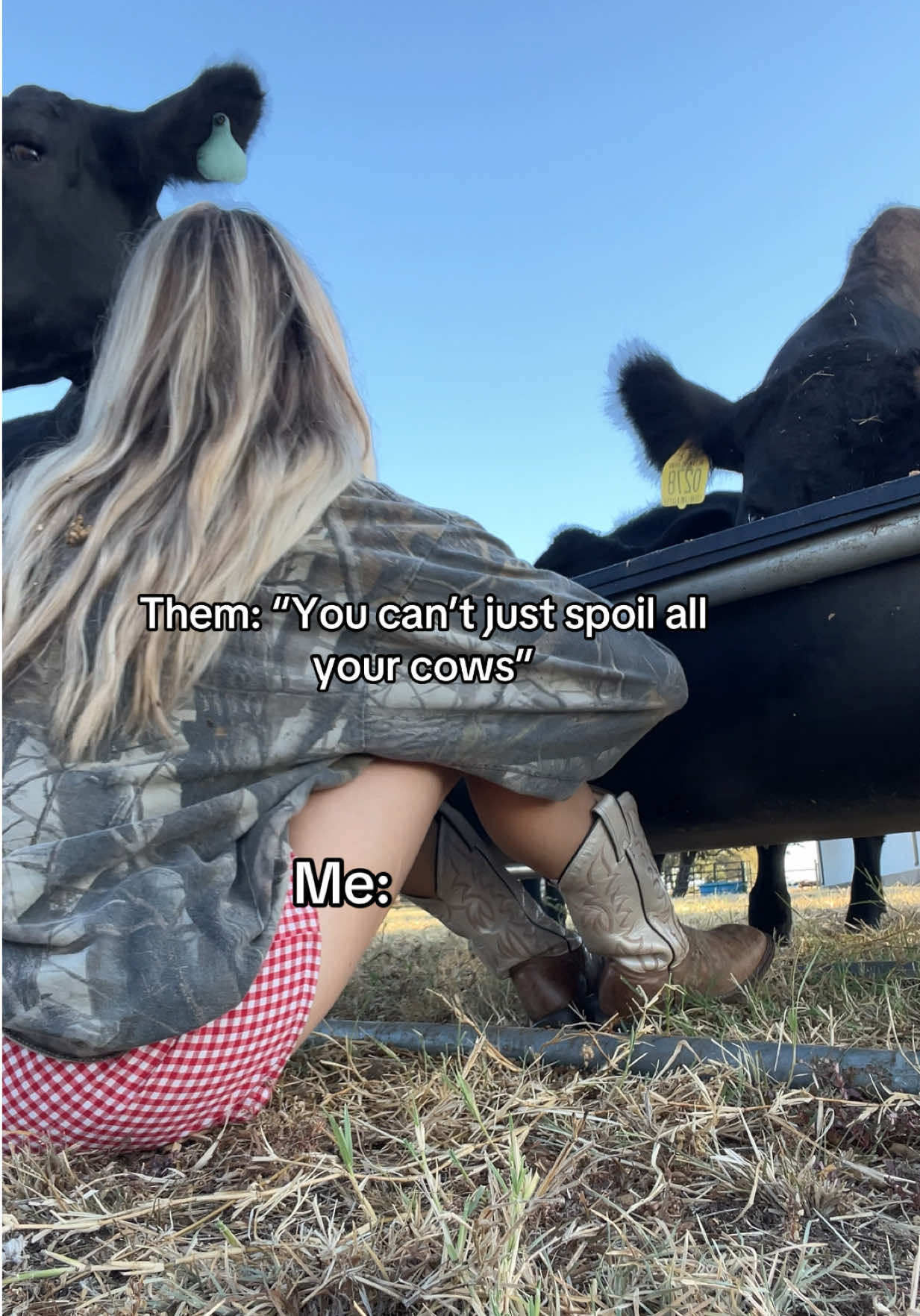 One thing about me is I’m going to spoil a cow #western #westernlifestyle #cattle #cowsoftiktok #ranchlife 