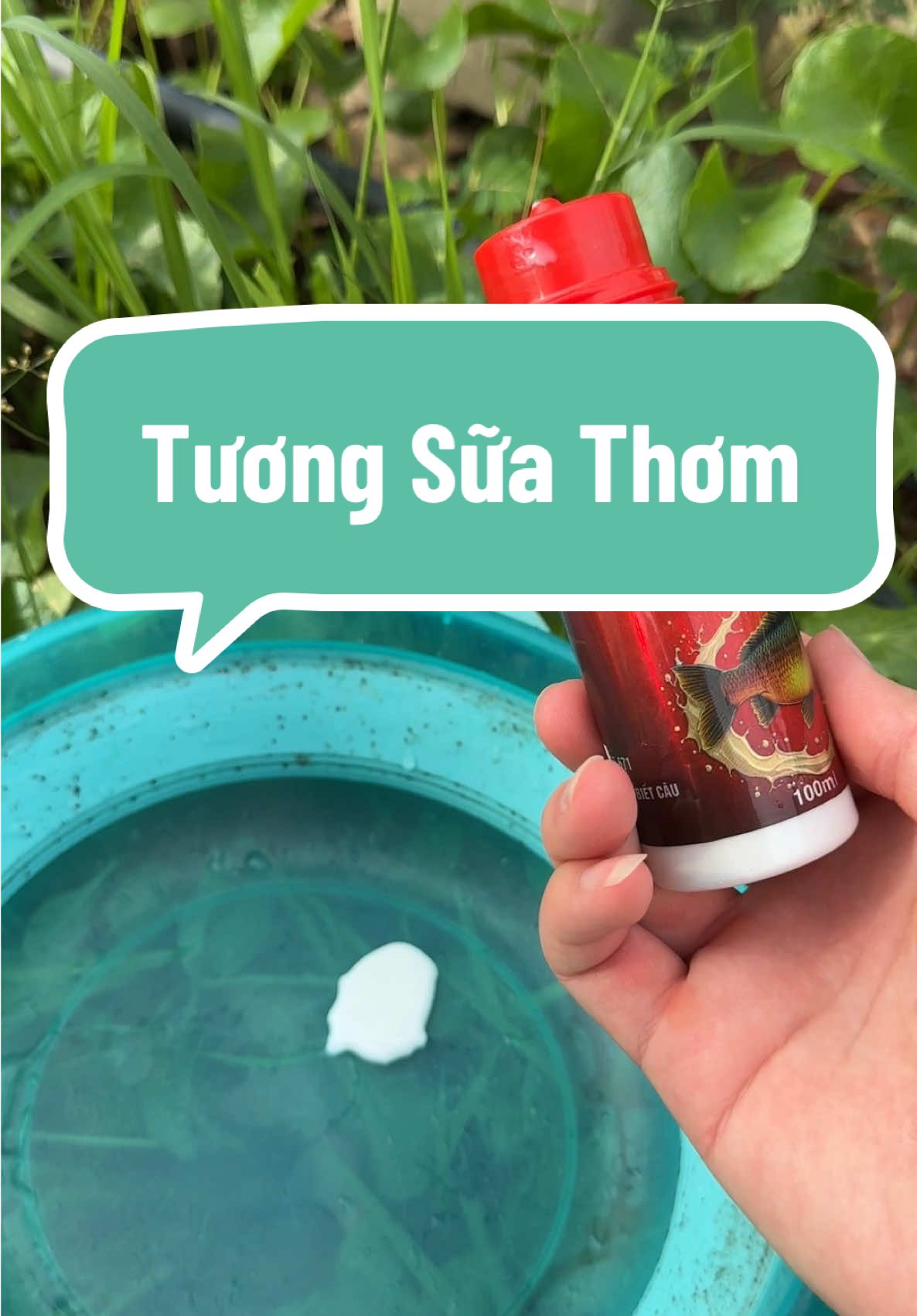Hương Liệu Tương Sữa Thơm 100ml Câu Chép , Trôi , Trắm … #caucagiaitri #cauca #ngovanquan68 