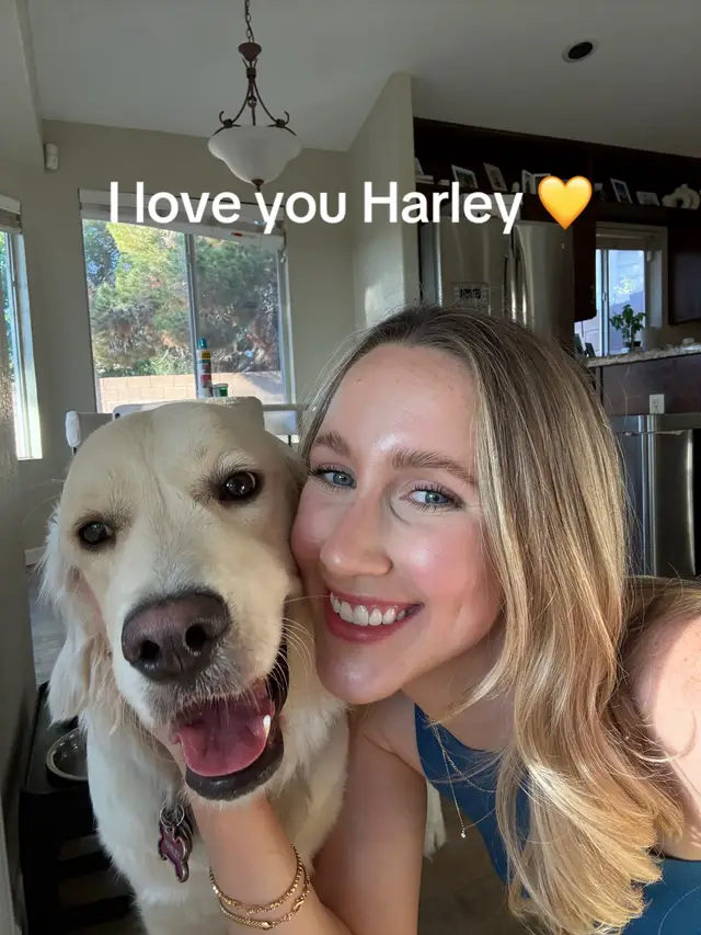 I love you Harley 💛🌟🦮🌼🍯 #goldenretriever #englishcreamgoldenretriever 