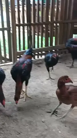 KOYNGON 💣🥵☝ #ayambangkokindinesia #pakhoyfullbrakot #pakhoy #fyp #koyngon 