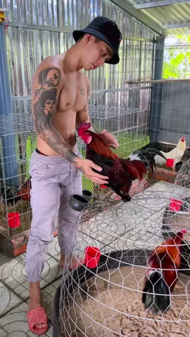 Lên nhạc lên gà 👍👍🌴🌴🌴