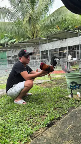 Cách đơn giản nhất và khoa học để nuôi dưỡng chiến kê 