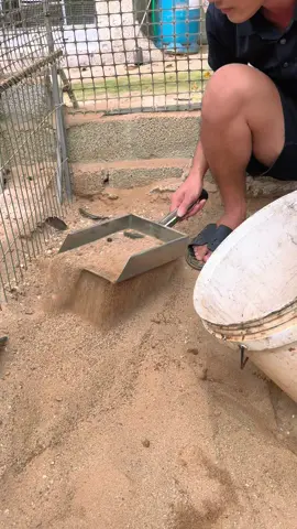 Sàng cát vệ sinh chuồng trại#gà_chọi_việt_nam #gàchọi #gàchoivietnam🇻🇳 