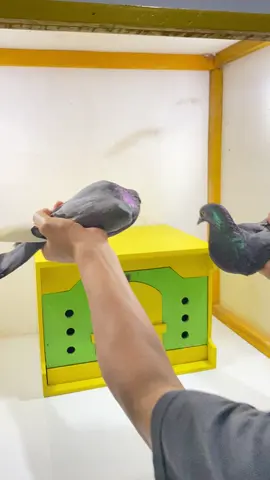 Semoga makin maksimal kinerjanya yaa🔥🔥….Dan makin josss istimewaaaa😍🤲 #merpatikolong #merpatiindonesia🕊 #merpatikolongbebas #merpatilosdor #merpatikenwood 