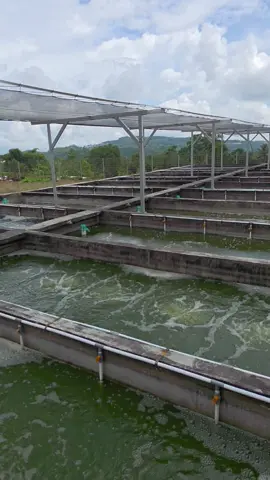 info perkopian ketua 💦 #kolambeton #kolambioflok #nilabalappp #budidayaikan #nilanirwana 