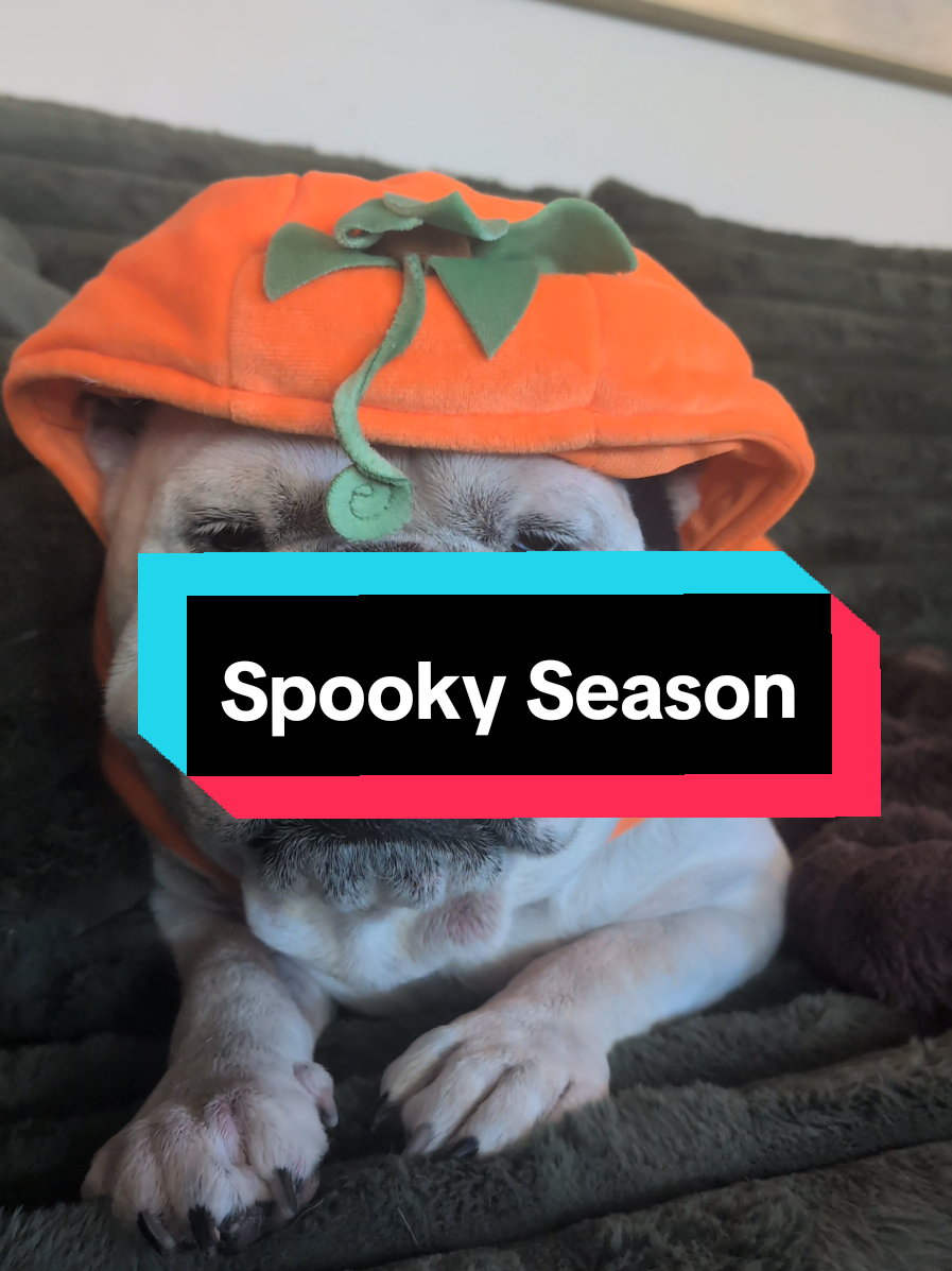 It's October 1st and Tank wants to see his furriends Spooky Season fits!! let's see those costumes and your cute besties!! #fypシ #dog #halloween #halloweencostume #dogsoftiktok 