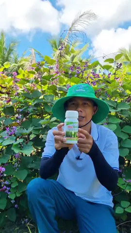 Nano Tonic phòng và trị xoăn lá xoắn ngọn vàng lá khảm trên rau màu #nanotonic #raumau #vuonmaianhquy 