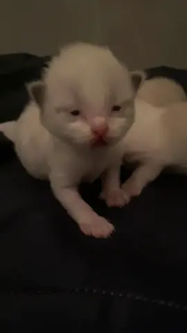 🥹😂😂😂#kittensoftiktok #cattok #catsoftiktok #cat 